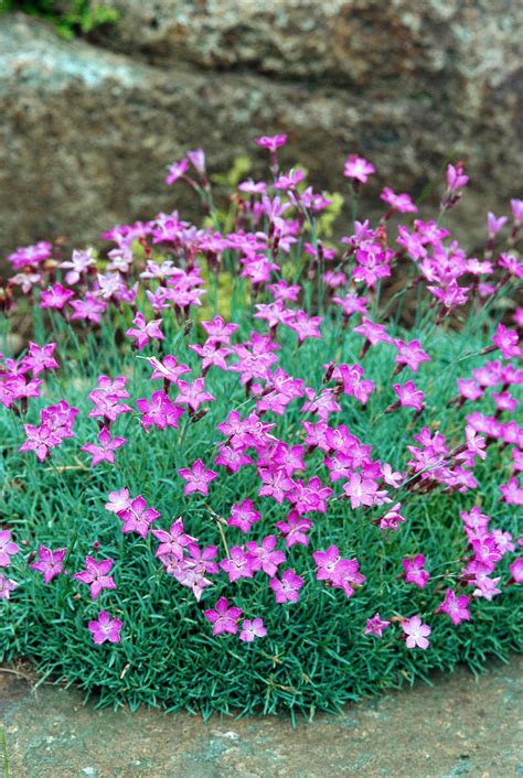 15 Drought-Tolerant Groundcovers for a Low-Maintenance Landscape