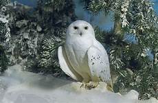 Winter Snowy Owl Wallpaper by Snowy Owl Hd Wallpaper Background Image 2048x1343 Id Winter Snowy Owl Wallpaper
