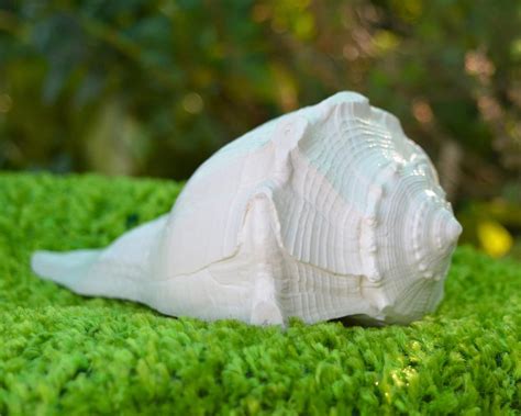 Buy Abhimantrit Dakshinavarti Shankh 6inch ~ Non-Blowable Original ...