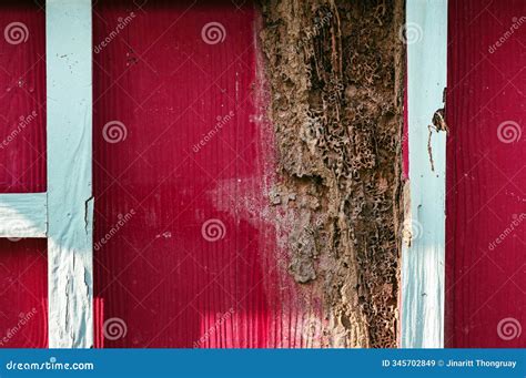 Large Brown Termite Nests Grow on Wooden Window. Background and Texture ...