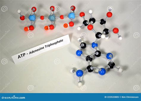 Image result for ATP Molecule Structure