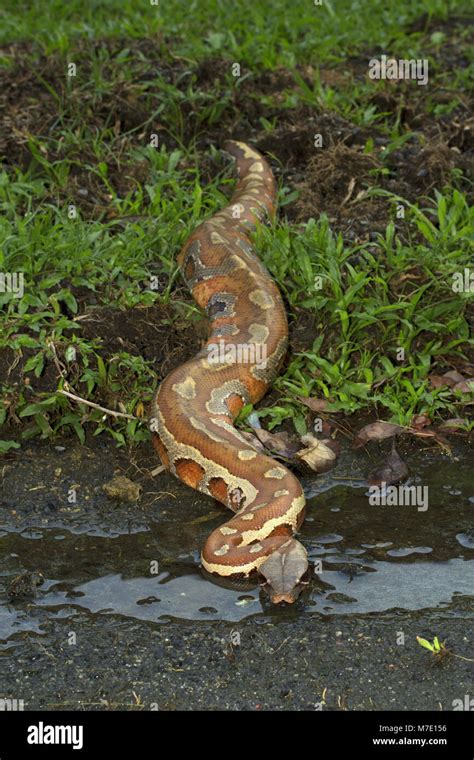 Image result for Blood Python