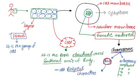 Biotechnology Class 12 Book 的图像结果
