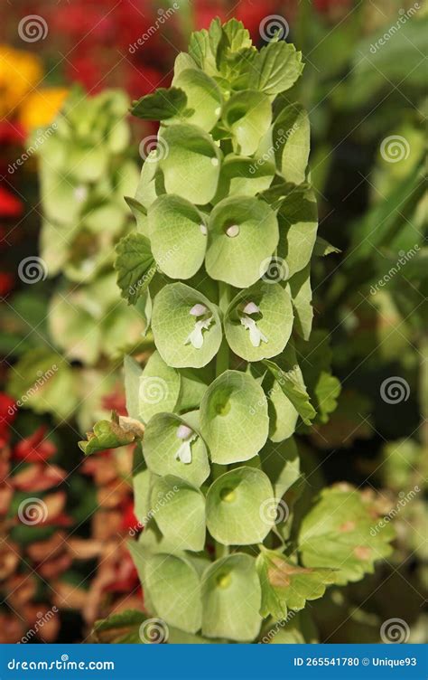 Moluccella Laevis, Known by the English Vernacular Names Bells-of ...