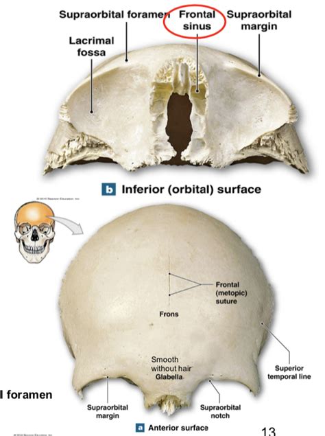 Image result for Frontal Bone Function