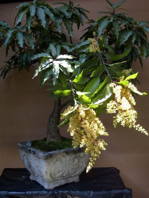 Bonsai Mango Tree 的图像结果