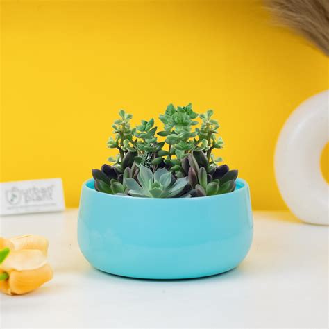 Urban Plant Table Trio Metal Planter (Black) : Amazon.in: Garden & Outdoors