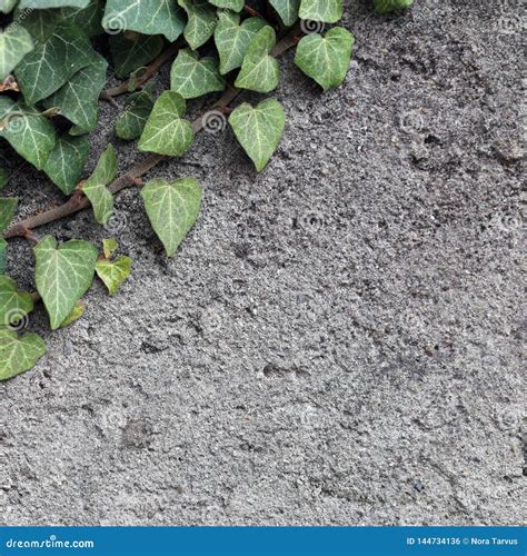 Grey Concrete Wall Con Ivy Leaves Verde Fotografia Stock - Immagine di rampicante, giardino ...
