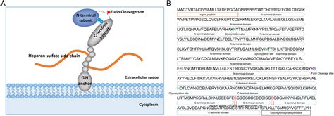 Targeting Glypican-3 for Liver Cancer Therapy: Clinical Applications ...