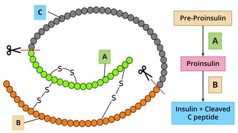 Biotechnology in medicine — lesson. Science State Board, Class 10.