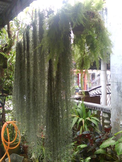 Garden Chronicles of James David: Tips to Grow Spanish Moss (Updated 2021)