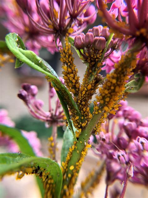 From the Hort Desk - Host an Aphid Watch Party This Summer and Look For ...