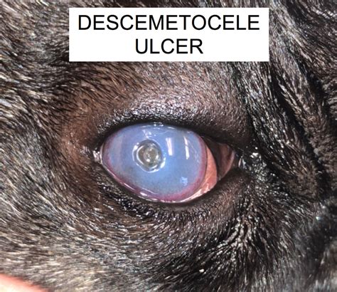Corneal Ulcers in Tulsa & Oklahoma City, OK | Animal Eye Clinic