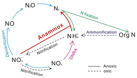Nitrogen Cycle Diagram Simple Nitrogen Cycle Nitrogen