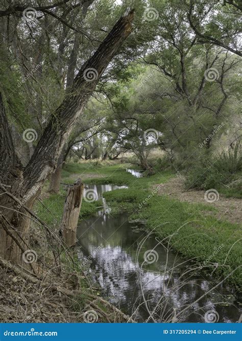 Pristine Forest at the San Pedro River in Arizona Stock Photo - Image ...