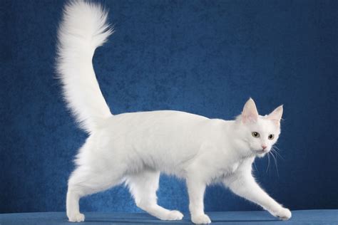 Turkish Angora | Turkish angora cat, Angora cats, Turkish angora
