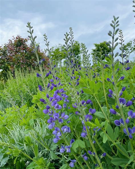 Plant FAQs: Baptisia Australis - Blue False Indigo