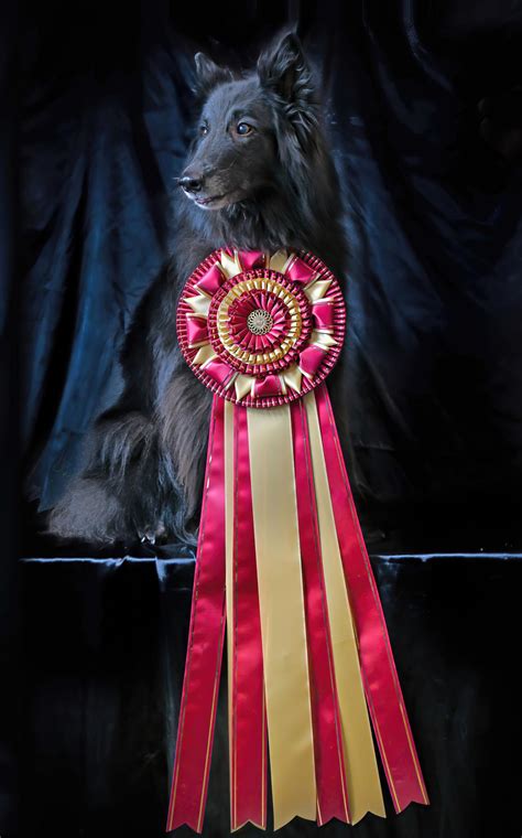 Rosette Gallery – Rau Dog Shows, LTD.