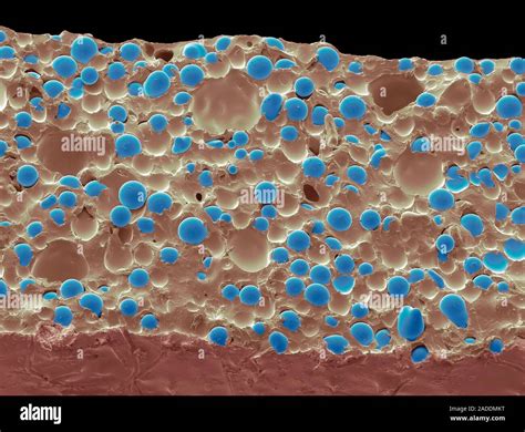 Quantum tunnelling composite. Scanning electron micrograph (SEM ...