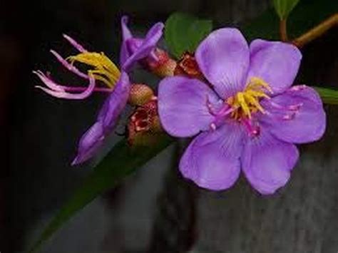 Creative Farmer Rare Violet Melastoma Candidum Blue/Pink Color Flower ...
