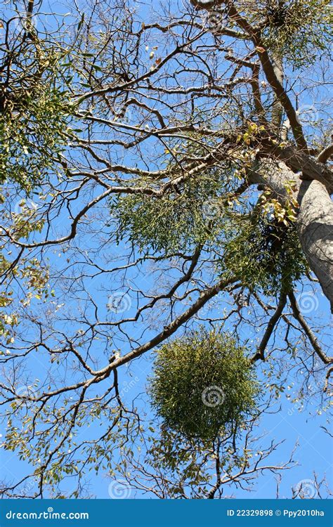 Christmas Mistletoe, Kissing Ball Stock Photo - Image of advent ...