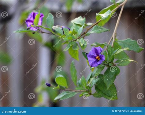 Delicate Purple Flower on a Vine. Stock Image - Image of vine, violet ...