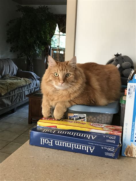 Are Orange Female Cats Really That Rare? - Paws and Effect