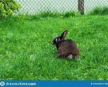 Image result for Spring Rabbit Ro