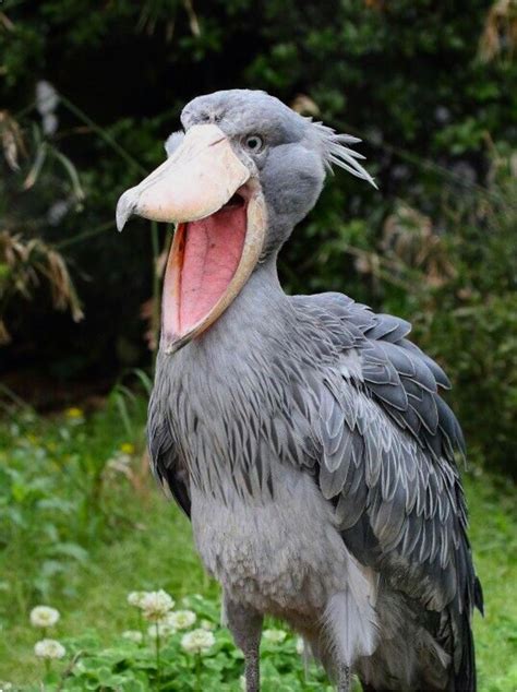The Shoebill (Balaeniceps rex). This large bird was previously classified with storks, but ...