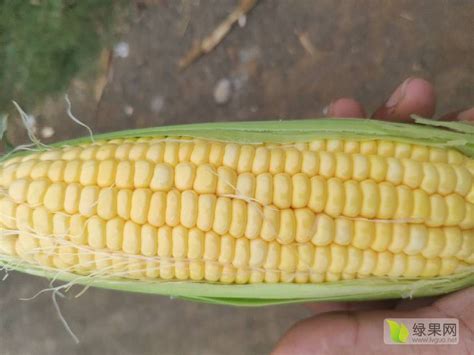 这种玉米太好吃了，它重新定义了甜糯玉米品质标准！_种植