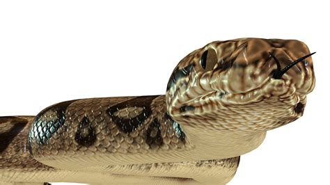 Image result for Python Reptile