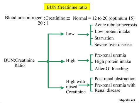What is BUN level? - Dangerous In Body normal bun levels in blood Is necessary
