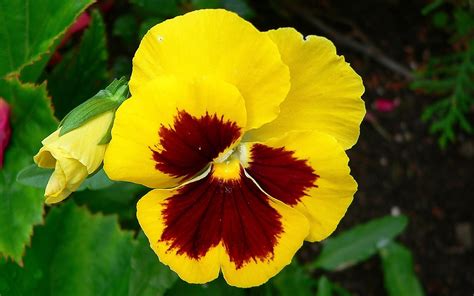 What Is An Pansy Flower at Opal Forte blog