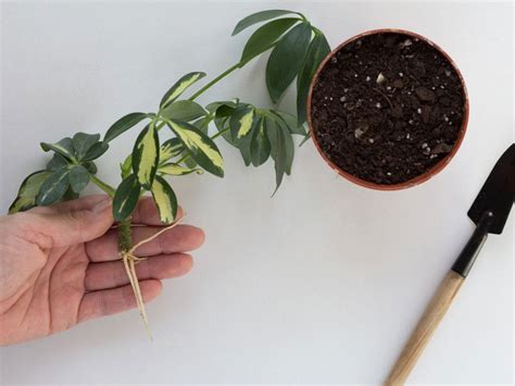 Schefflera Plant Propagation - How Can I Root Schefflera Cuttings
