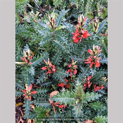 Acanthus sennii, Red or Ethiopian Acanthus – Dancing Oaks Nursery and ...