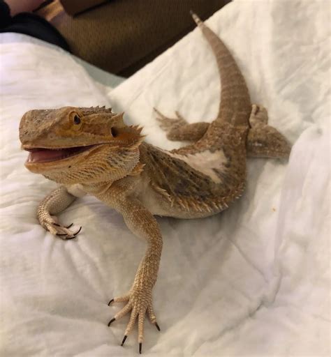 Metabolic Bone Disease in Bearded Dragons: The Life-Saving Guide Every ...