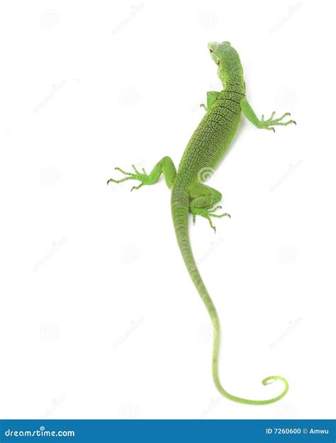 Monitor Lizard 的图像结果