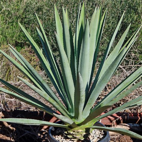Shop Blue agave 'Tequila Plant' Agave Tequilana - Care and Info ...