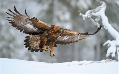 Golden Eagles migrate through stormy weather to hold their turf - Earth.com