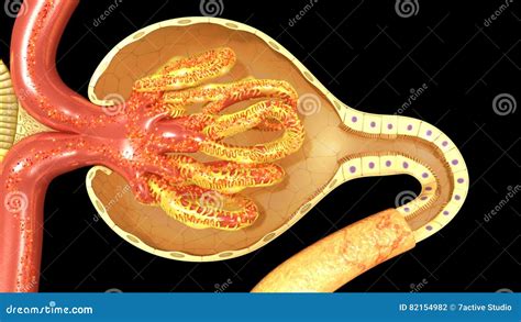 Nephron Function Animation 的图像结果