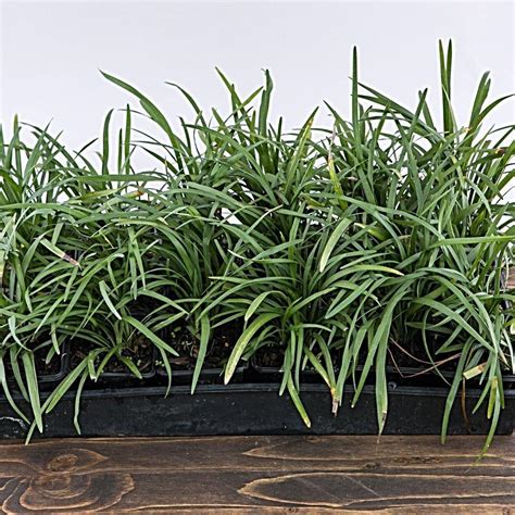 Creeping Lily Turf - Liriope spicata – ServeScape