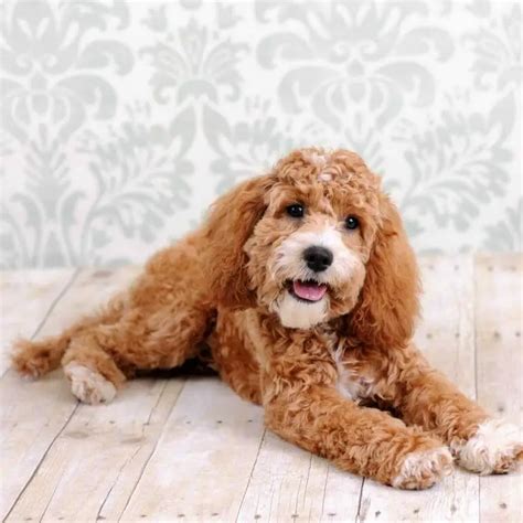 Image result for Cockapoo Hypoallergenic Dogs