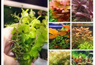 Java Moss for Corydoras Breeding 的图像结果