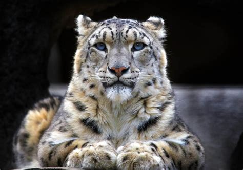 Leopardo de las Nieves | Wiki Reino Animalia | Fandom