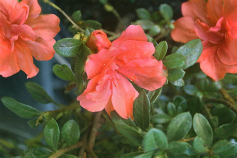 Autumn Embers Azalea 的图像结果