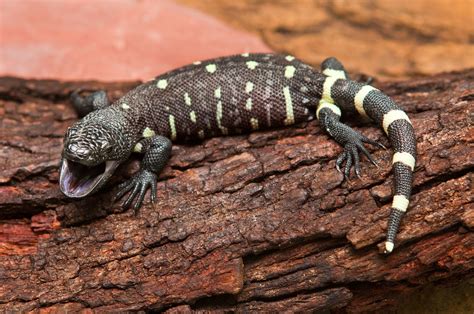 Mexican beaded lizard hatchling - Animal Fact Guide