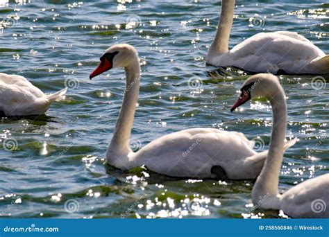 Multiple Swan Array 的图像结果