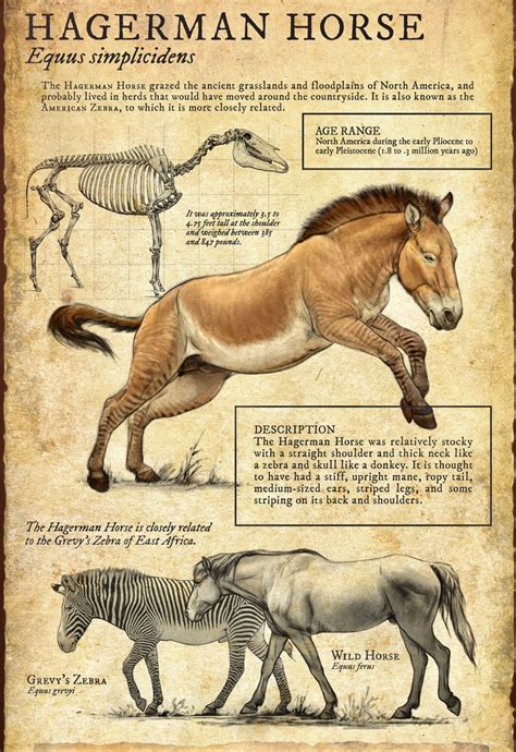 The Hagerman horse (Equus simplicidens), also called the American zebra, roamed North American ...
