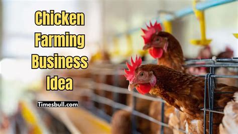 High Demand All Year Round: Start a Chicken Farming Business This Way ...