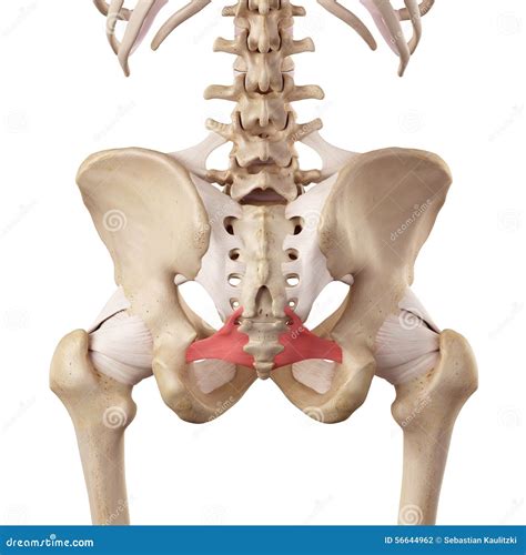 The sacrospinous ligament stock illustration. Illustration of pelvis ...